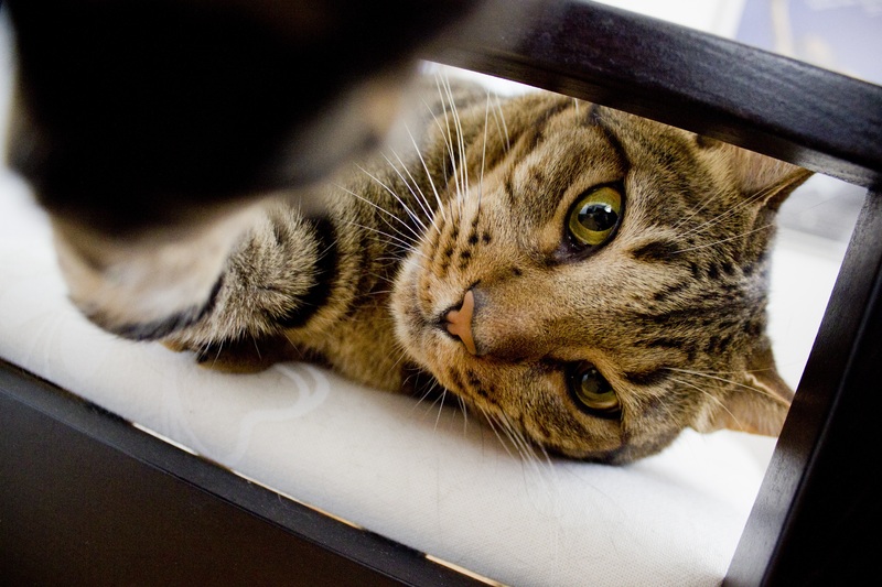 Discover everything you need to know about pet adoption and find your perfect furry companion.